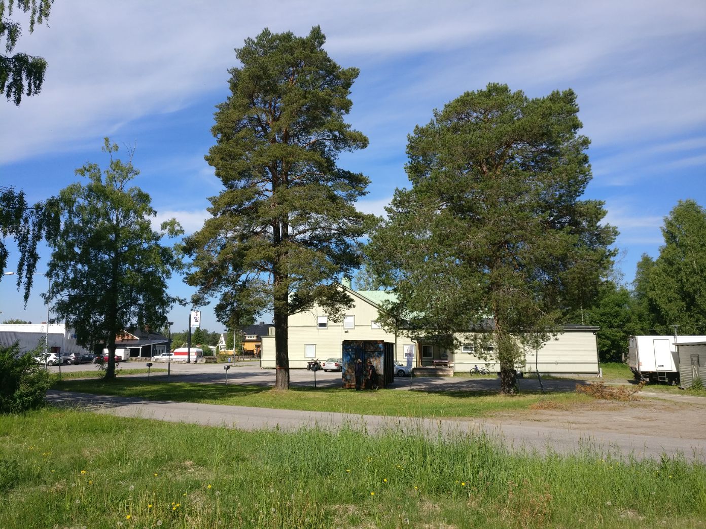Träd som ska fällas